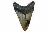 Serrated, Fossil Megalodon Tooth - North Carolina #344064-1